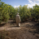 Adel Abdullah, a farmer in Egypt's Nile Delta, walks in his grove of pomegranate trees.